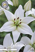 Lilium IJsmannen