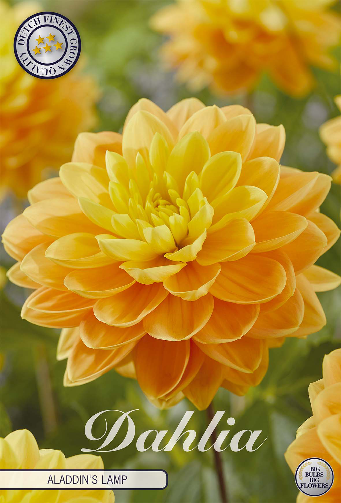 Dahlia Aladdin's Lamp