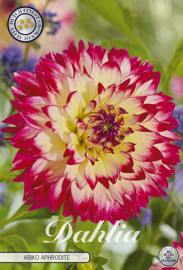 Dahlia Ariko Aphrodite