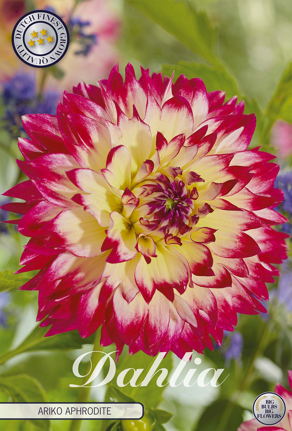 Dahlia Ariko Aphrodite