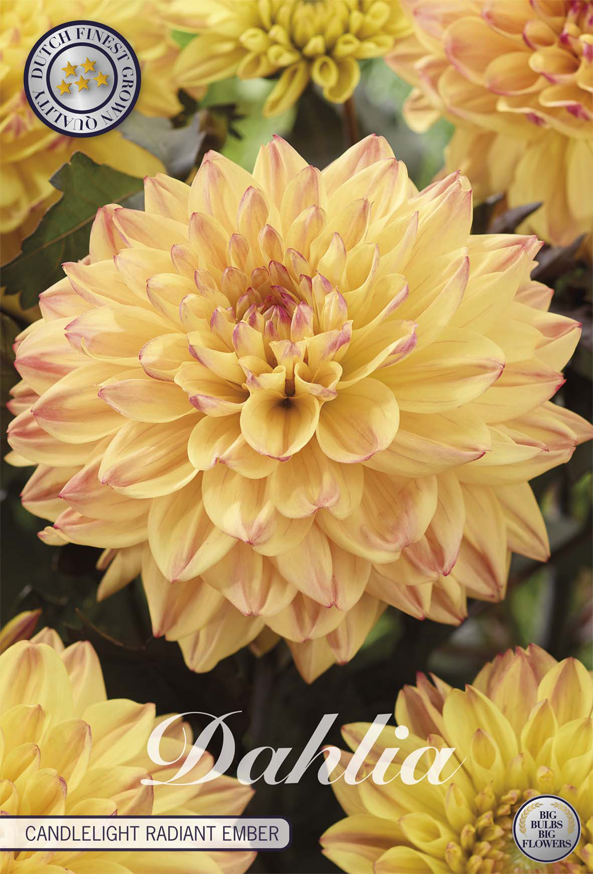 Dahlia Candlelight Radiant Ember