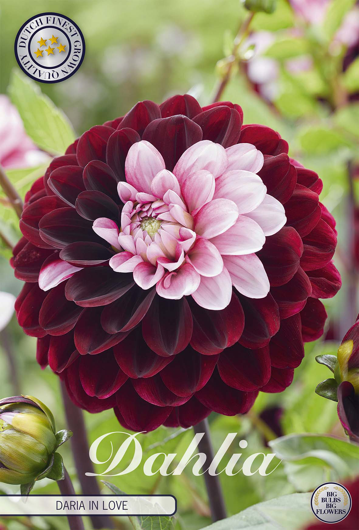 Dahlia Daria In Love
