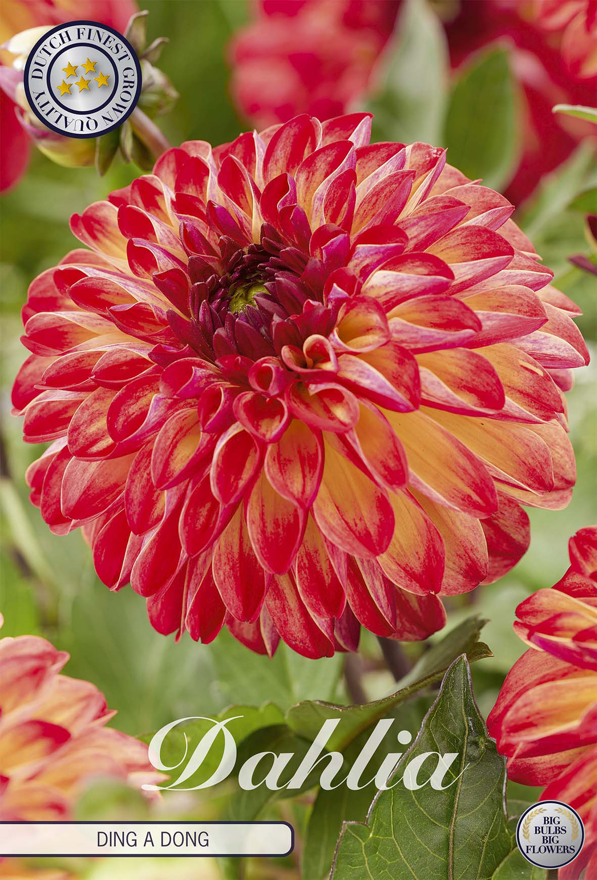 Dahlia Ding A Dong
