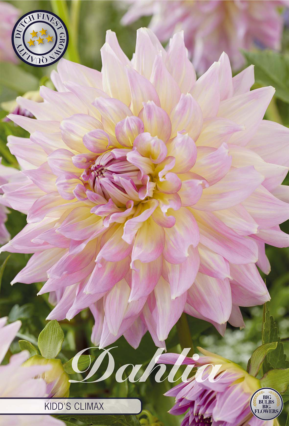 Dahlia Kidds Climax