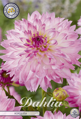 Dahlia Kordessa