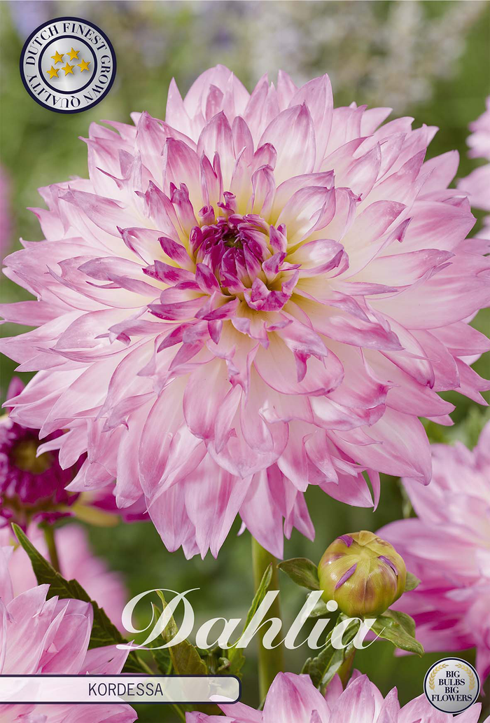 Dahlia Kordessa