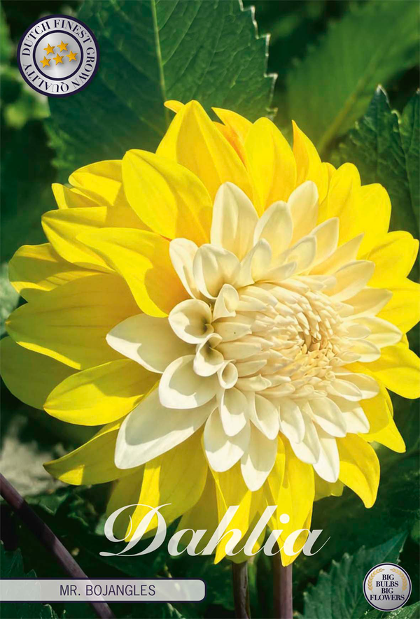 Dahlia Mr. Bojangles