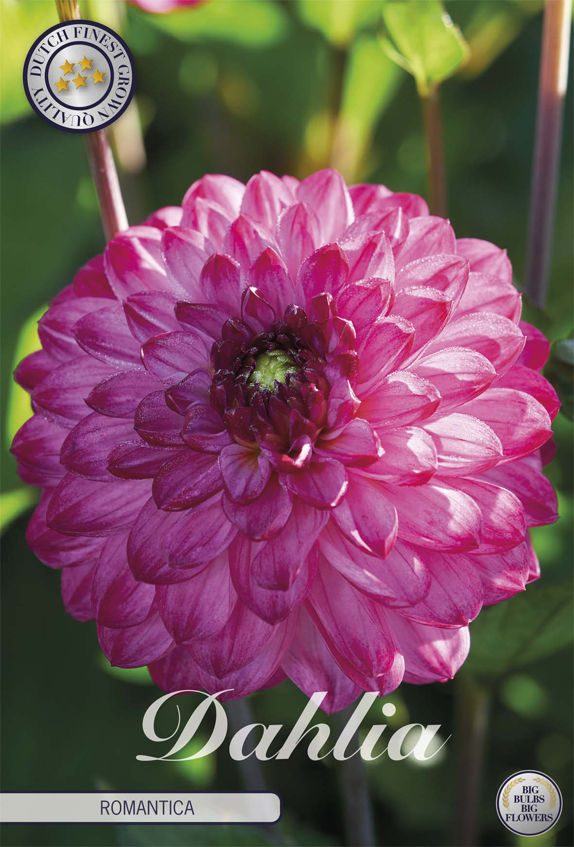 Dahlia Romantica