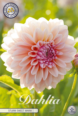 Dahlia Sturm Sweet Maria