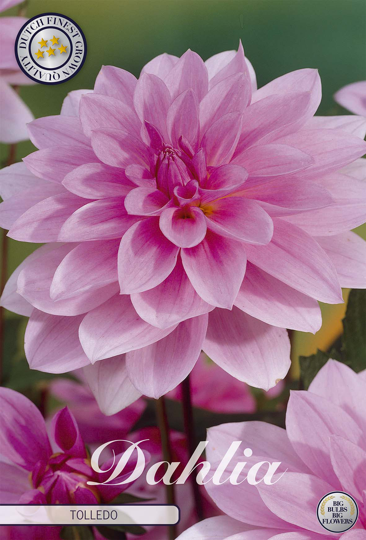 Dahlia Tolledo
