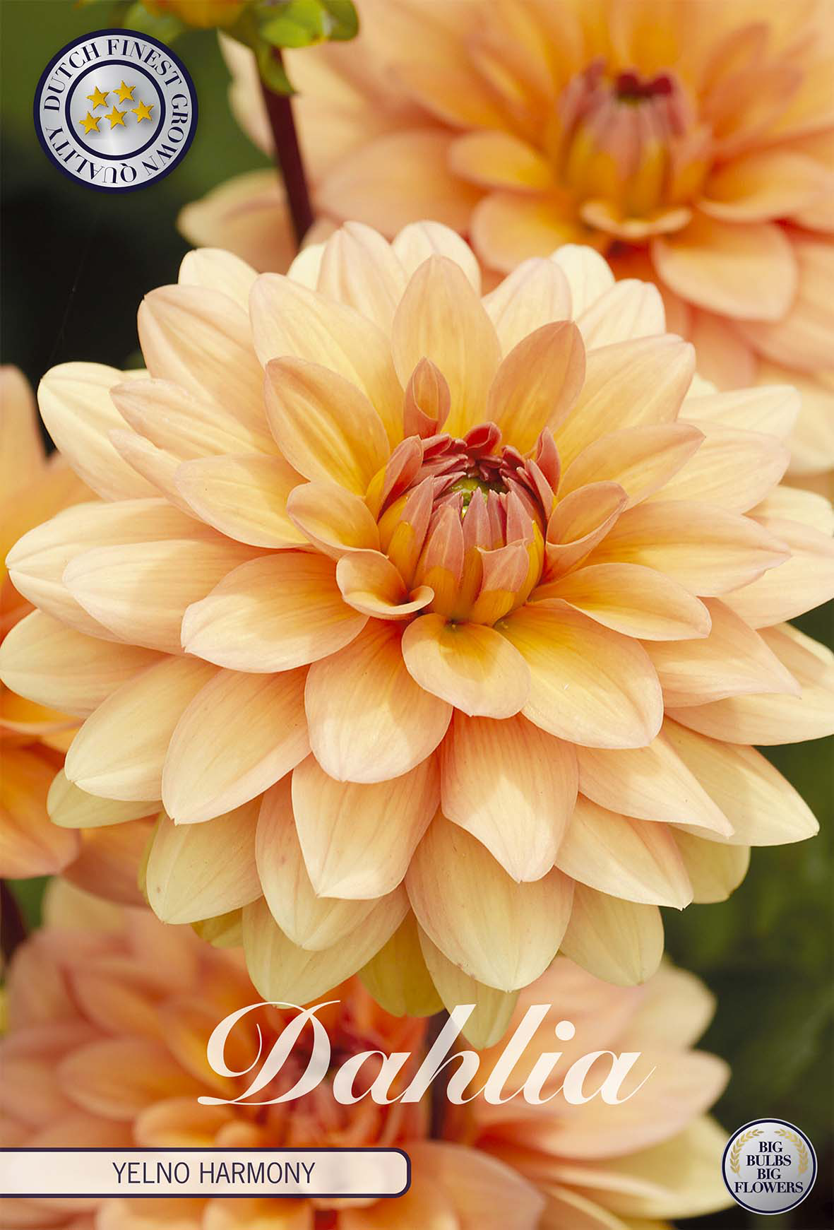 Dahlia Yelno Harmony