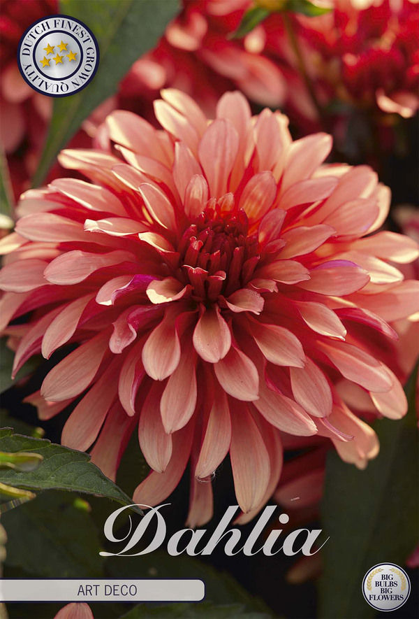 Dahlia Art Deco