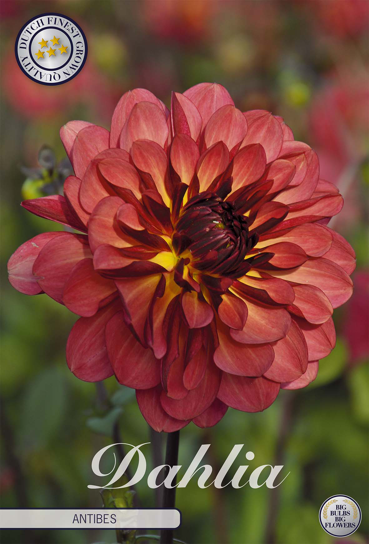 Dahlia Antibes