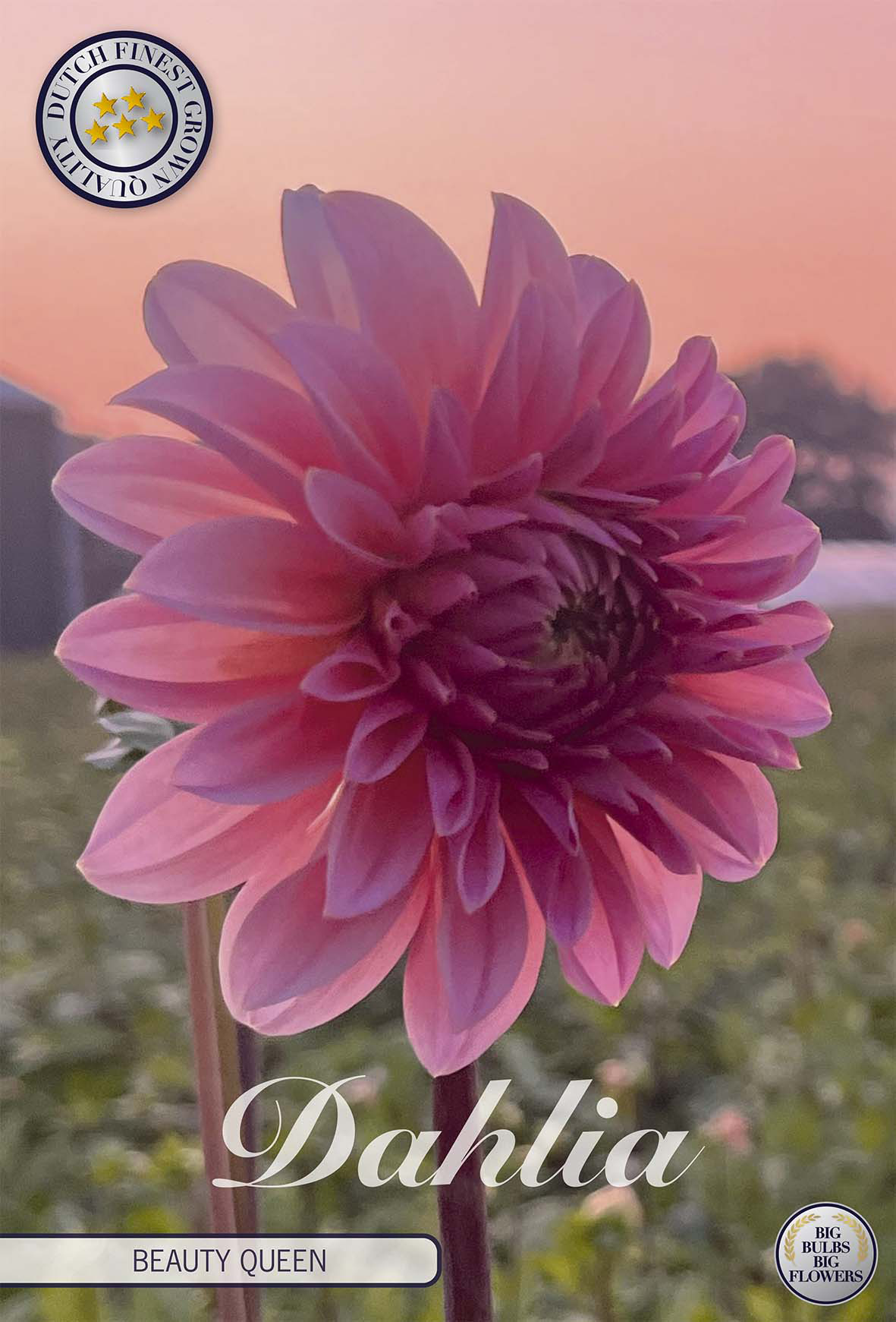 Dahlia Beauty Queen