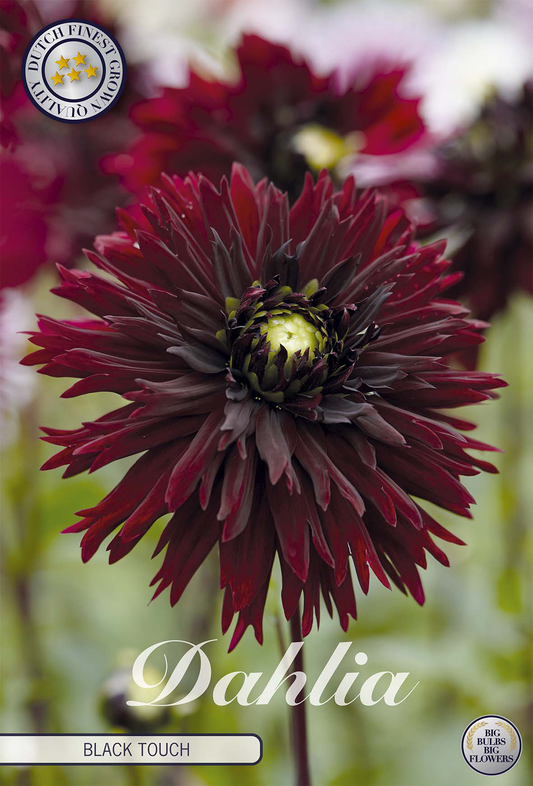 Dahlia Black Touch