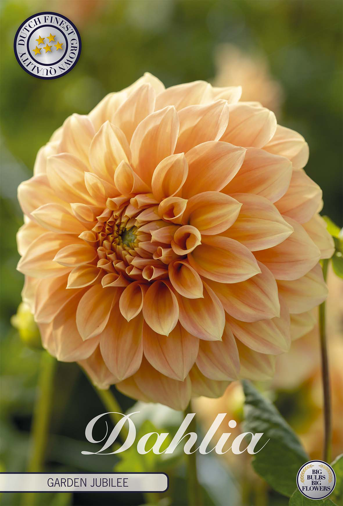 Dahlia Garden Jubilee
