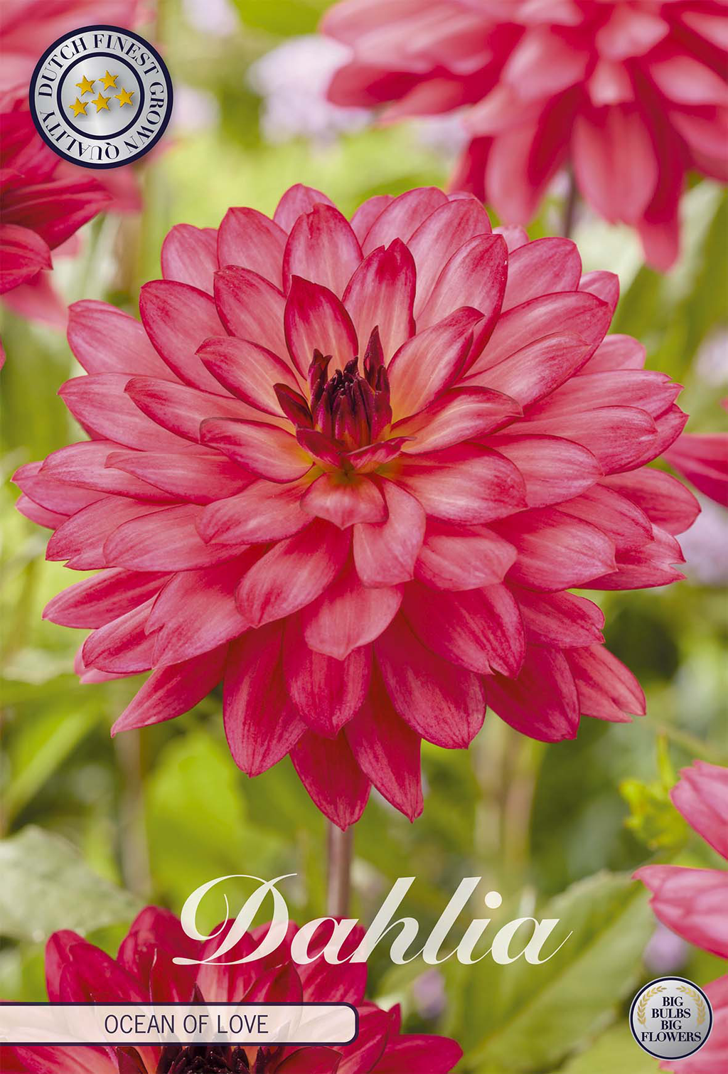 Dahlia Ocean Of Love