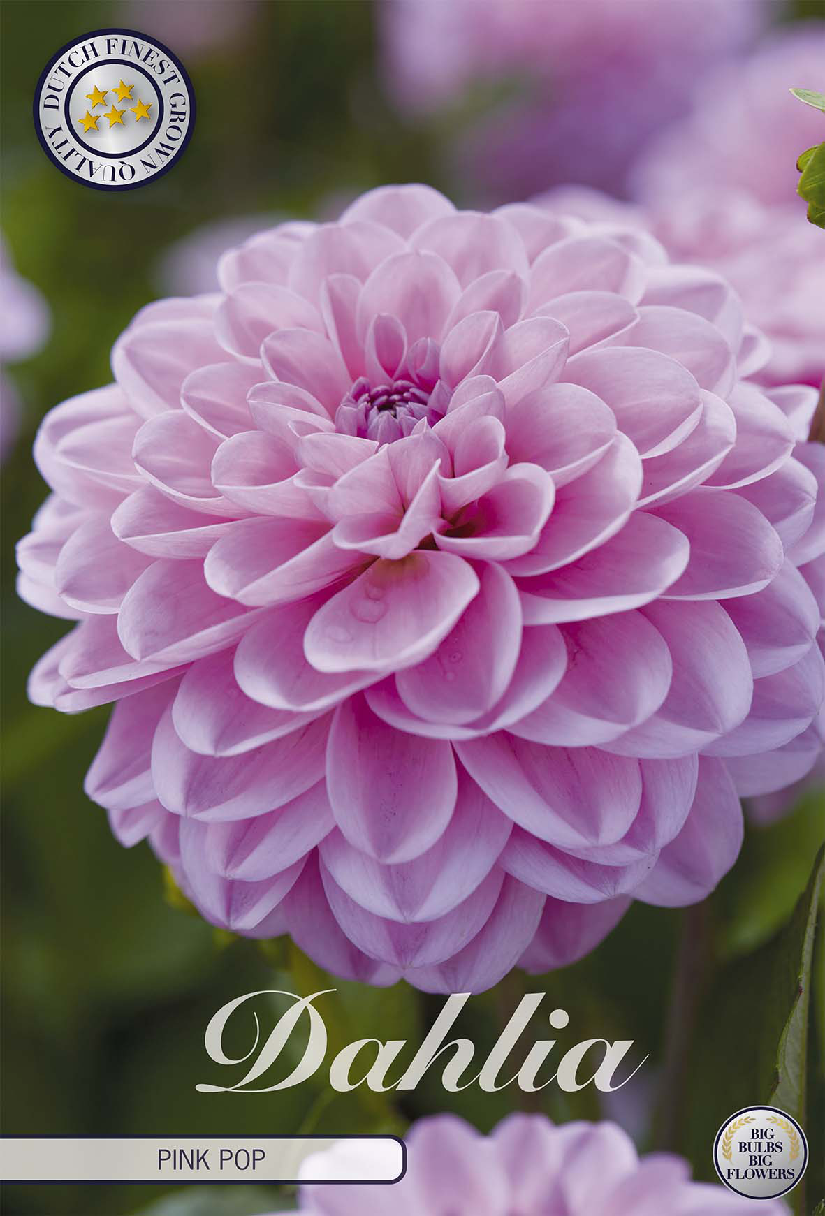 Dahlia Pink Pop