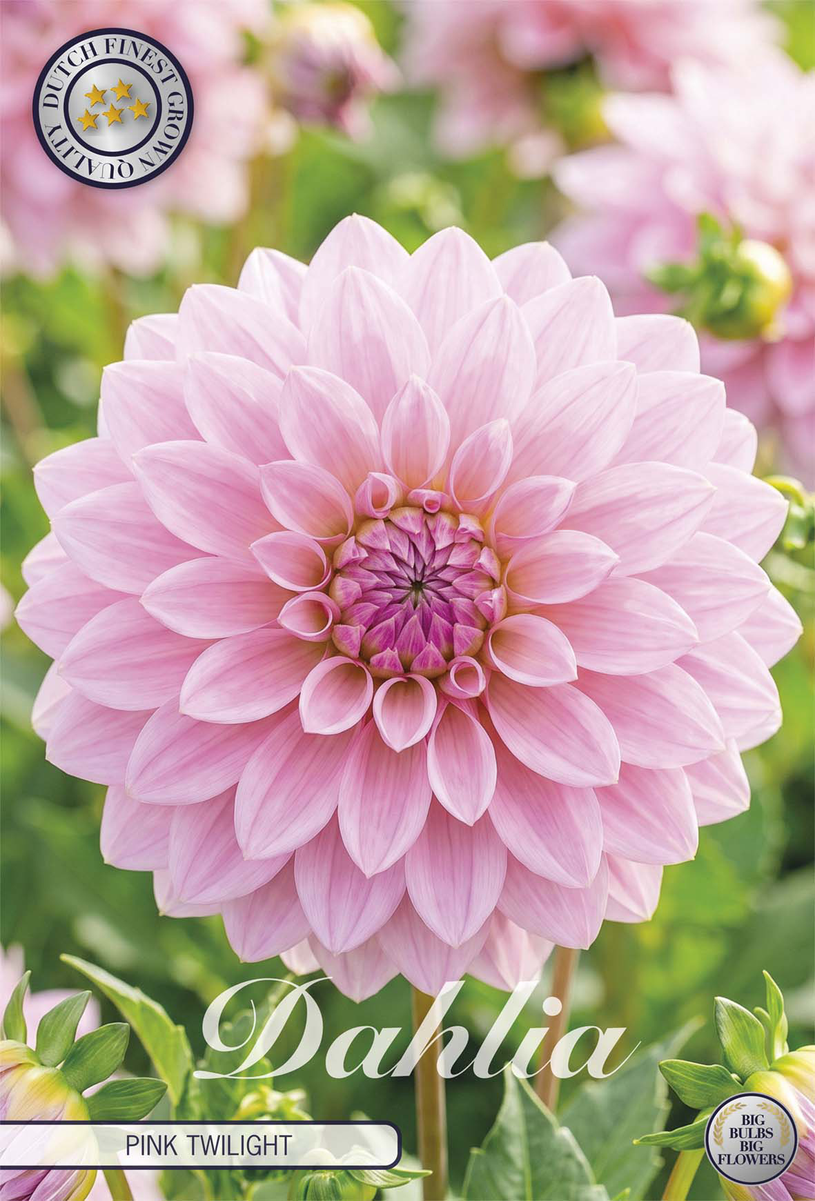 Dahlia Pink Twilight