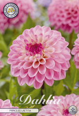 Dahlia Princess Laetitia