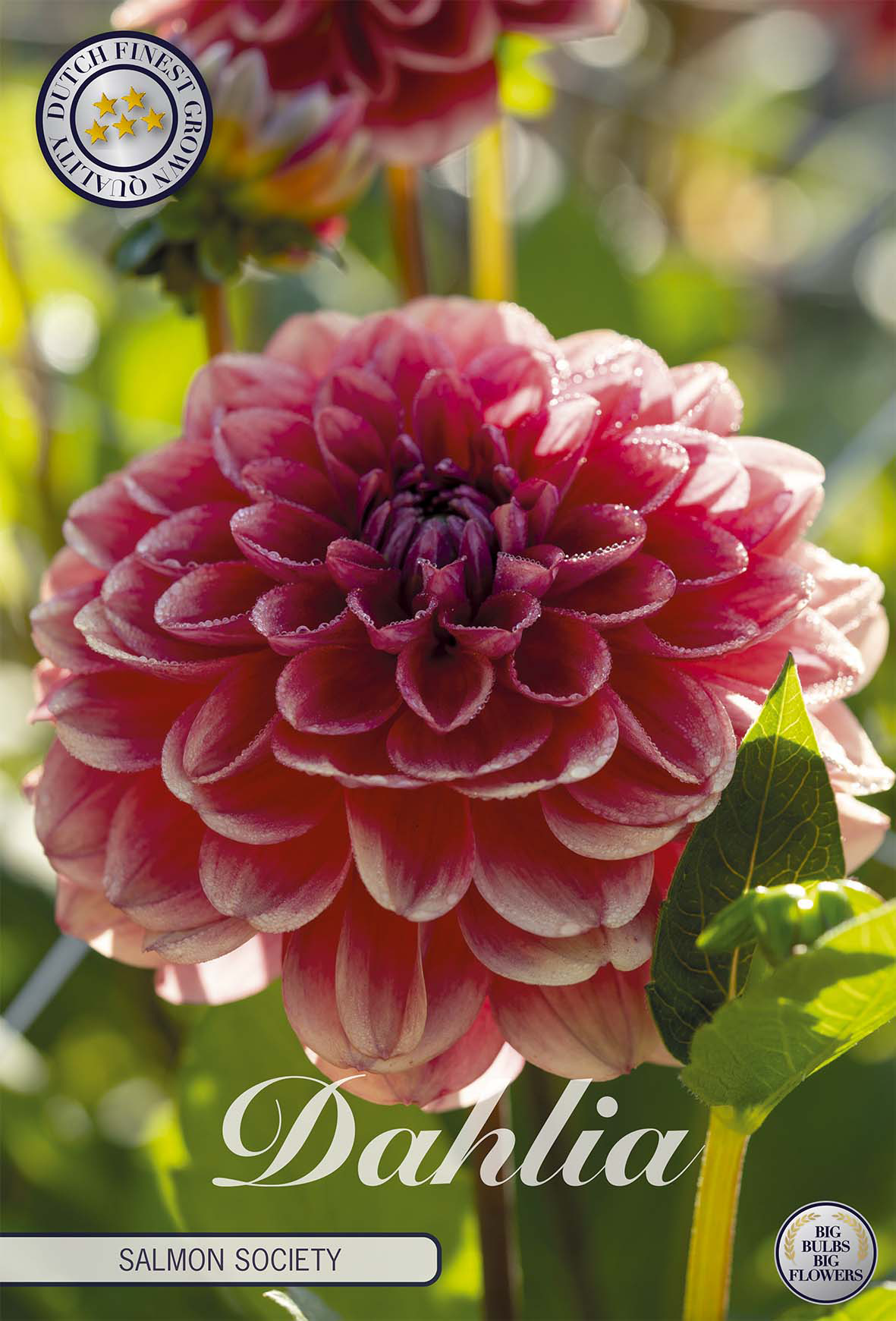 Dahlia Salmon Society