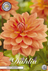 Dahlia Sheps Memory