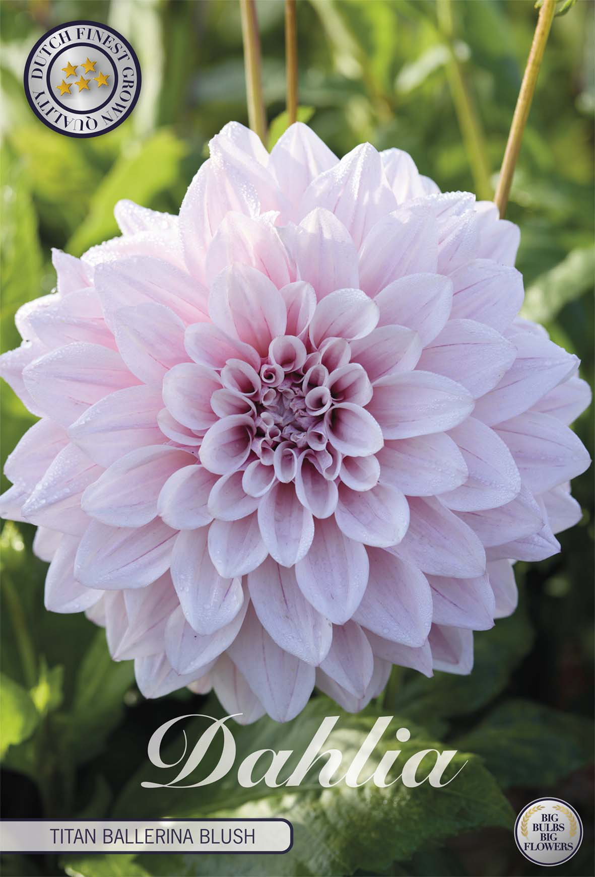 Dahlia Titan Ballerina Blush
