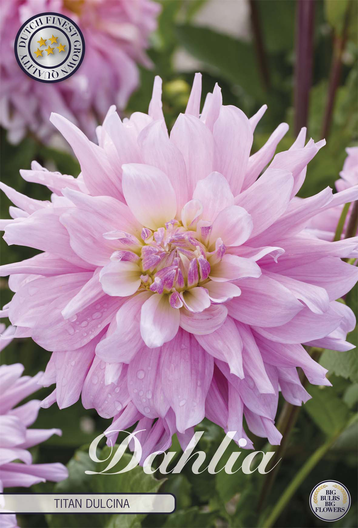 Dahlia Titan Dulcina