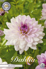 Dahlia Valentino