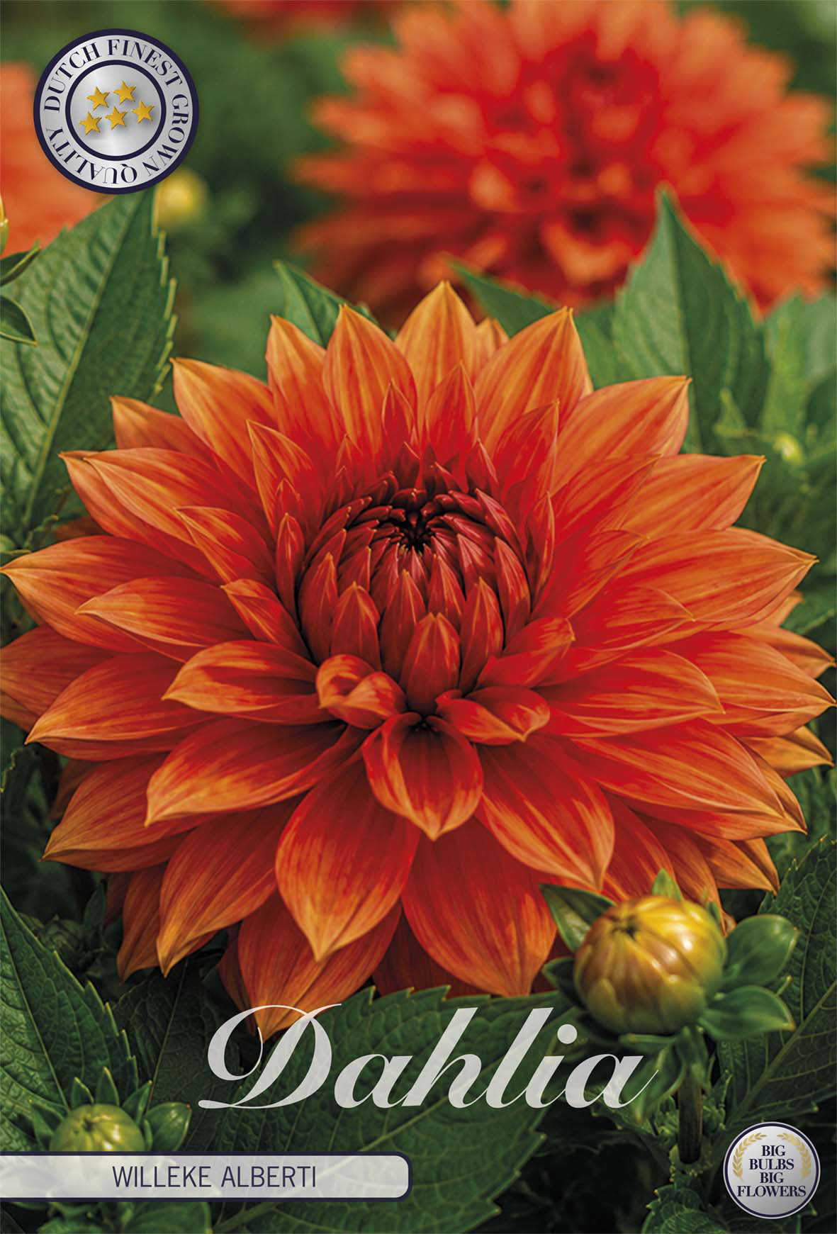 Dahlia Willeke Alberti