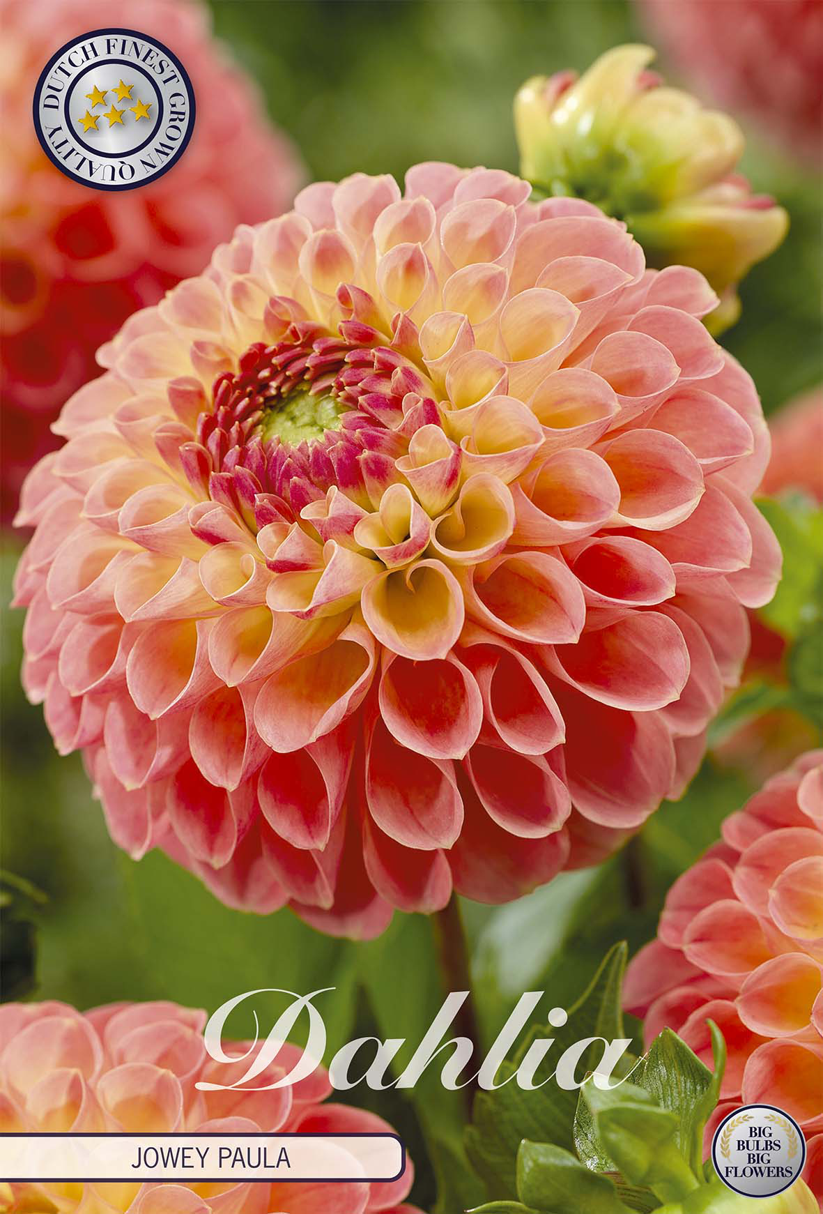 Dahlia Jowey Paula