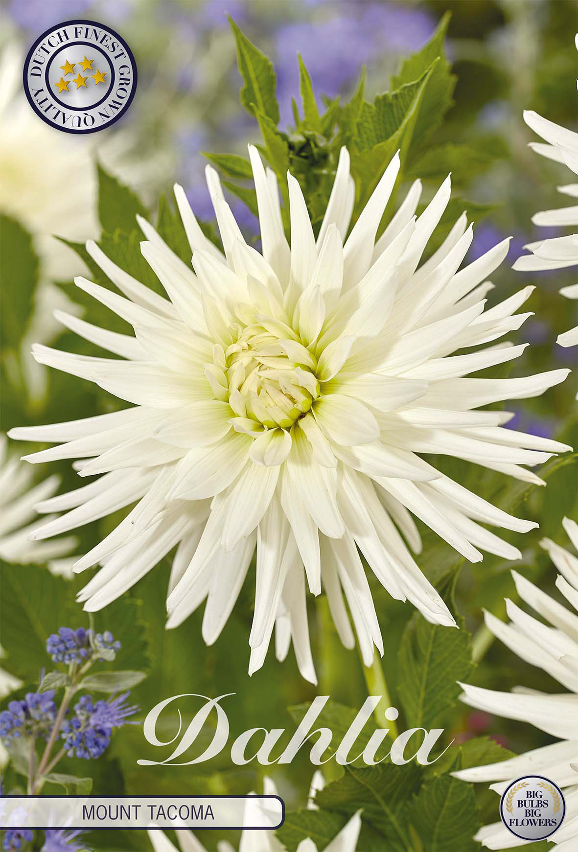 Dahlia Mount Tacoma
