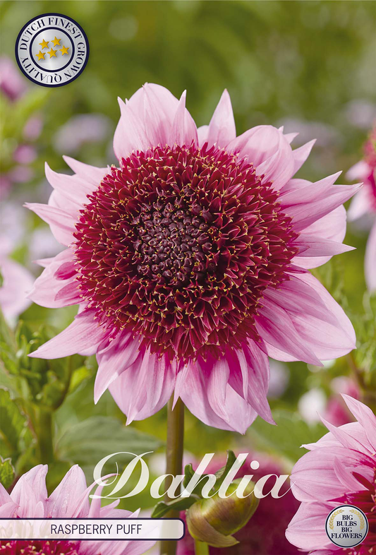 Dahlia Raspberry Puff
