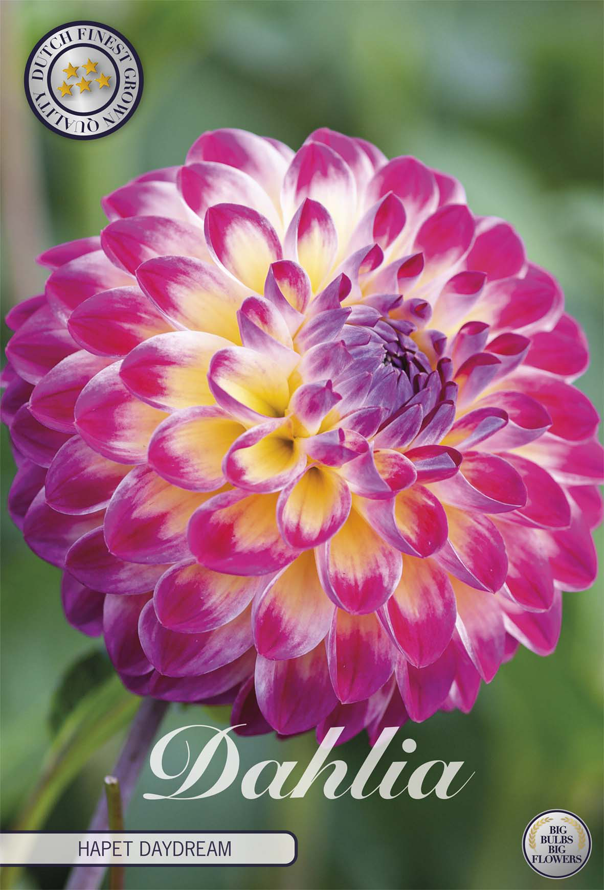 Dahlia Hapet Daydream