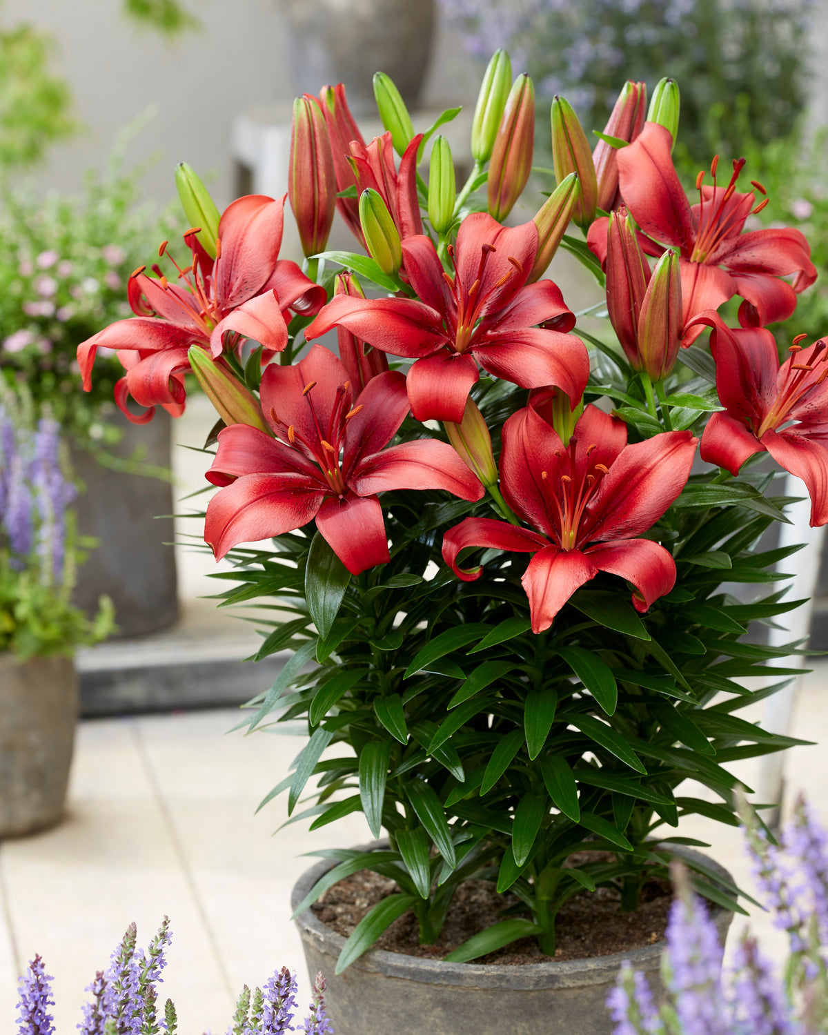 Lilium Salinero