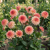 Dahlia Salmon Society
