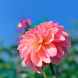 Dahlia Sebastian