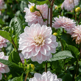 Dahlia Silver Years