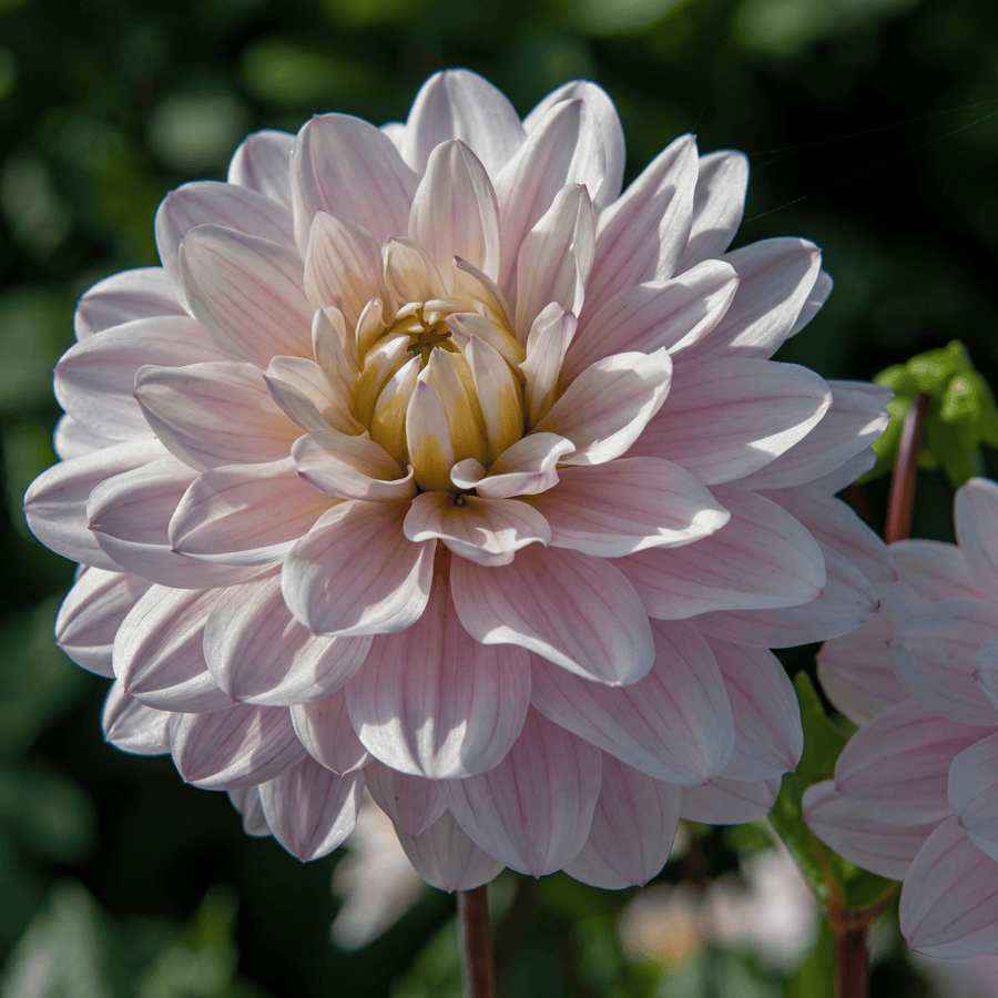 Dahlia Silver Years
