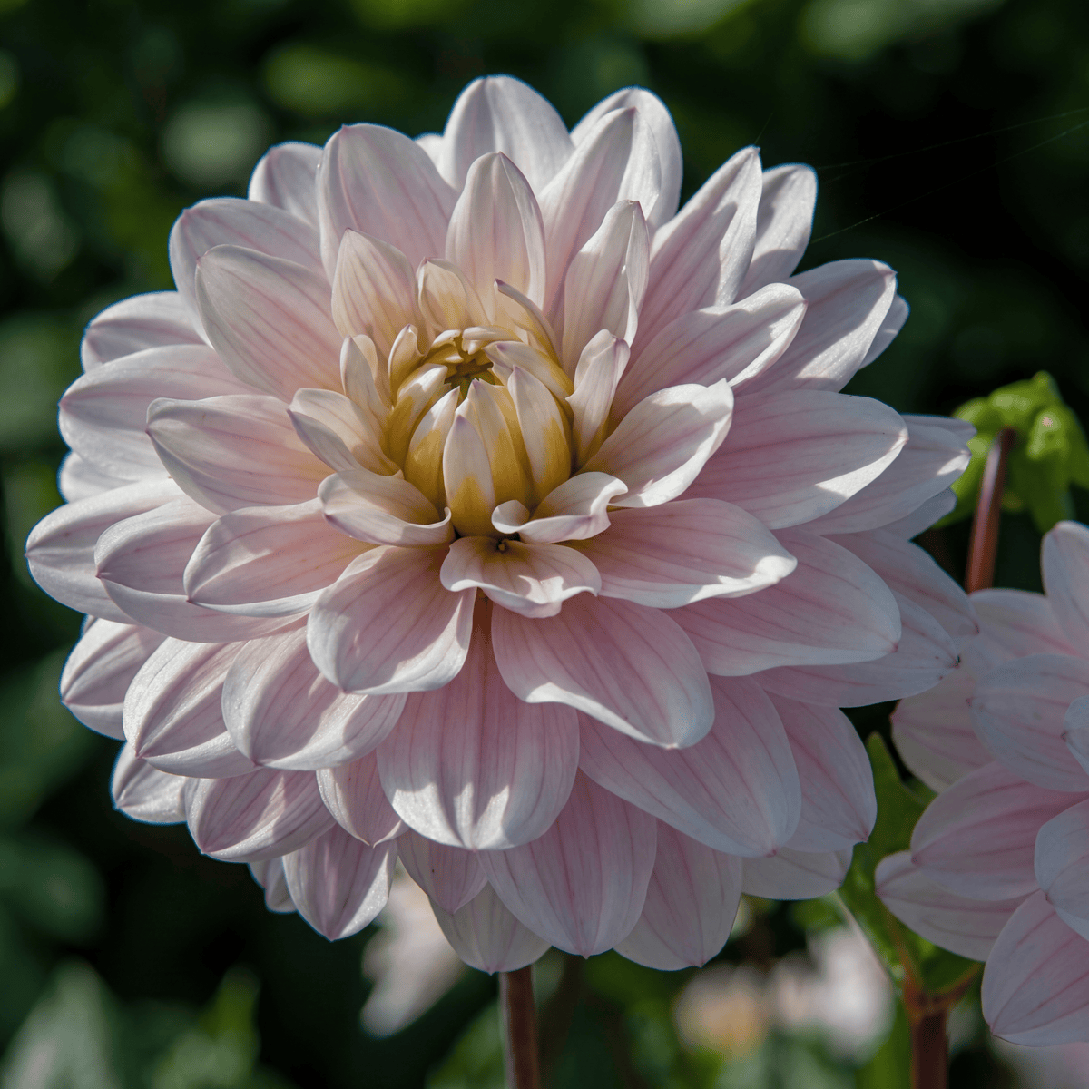Dahlia Silver Years