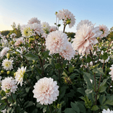 Dahlia Silver Years
