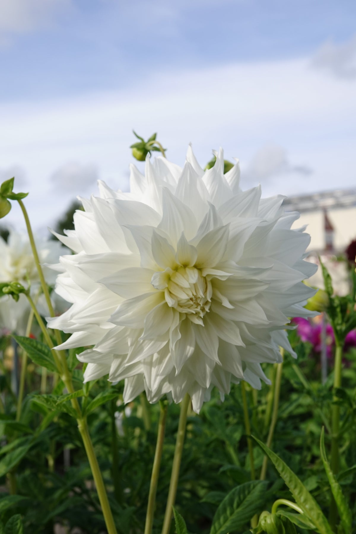Dahlia Snowbound