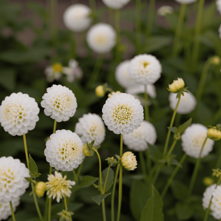 Dahlia Snow Flake