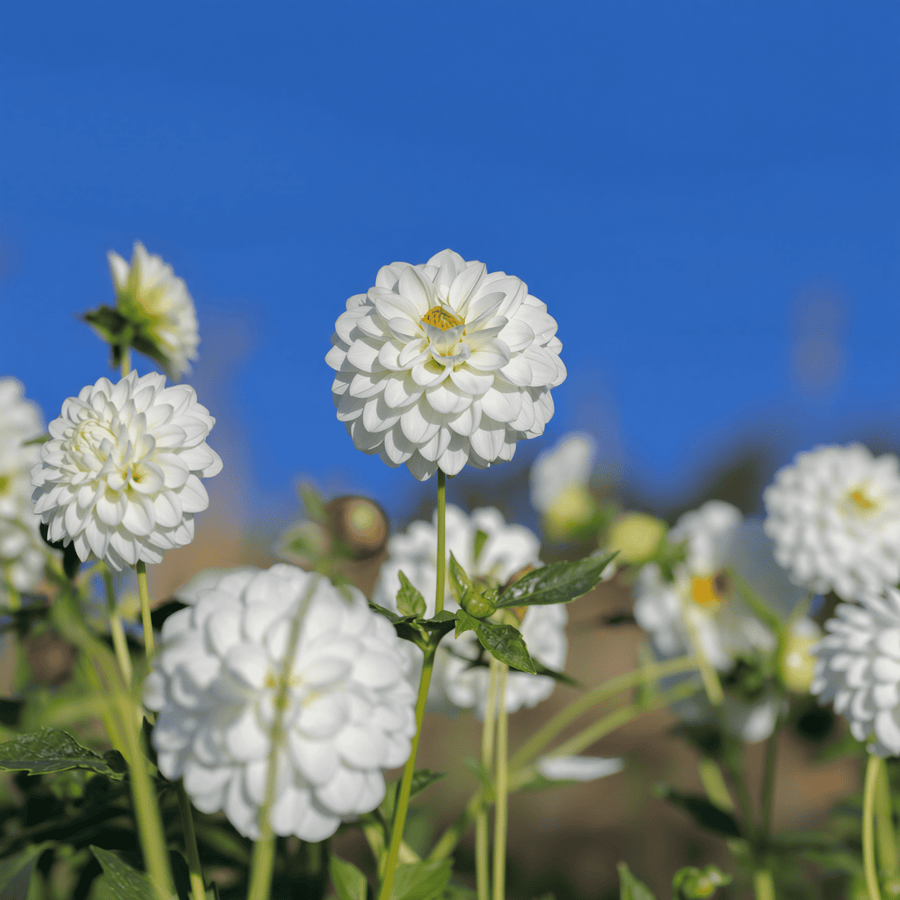 Dahlia Snow Flake