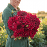 Dahlia Spartacus