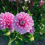 Dahlia Strawberry Cream