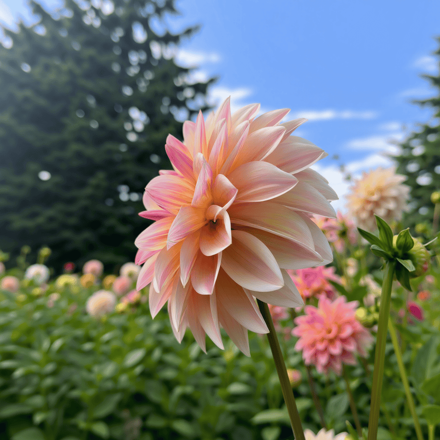 Dahlia Sturm Sweet Maria