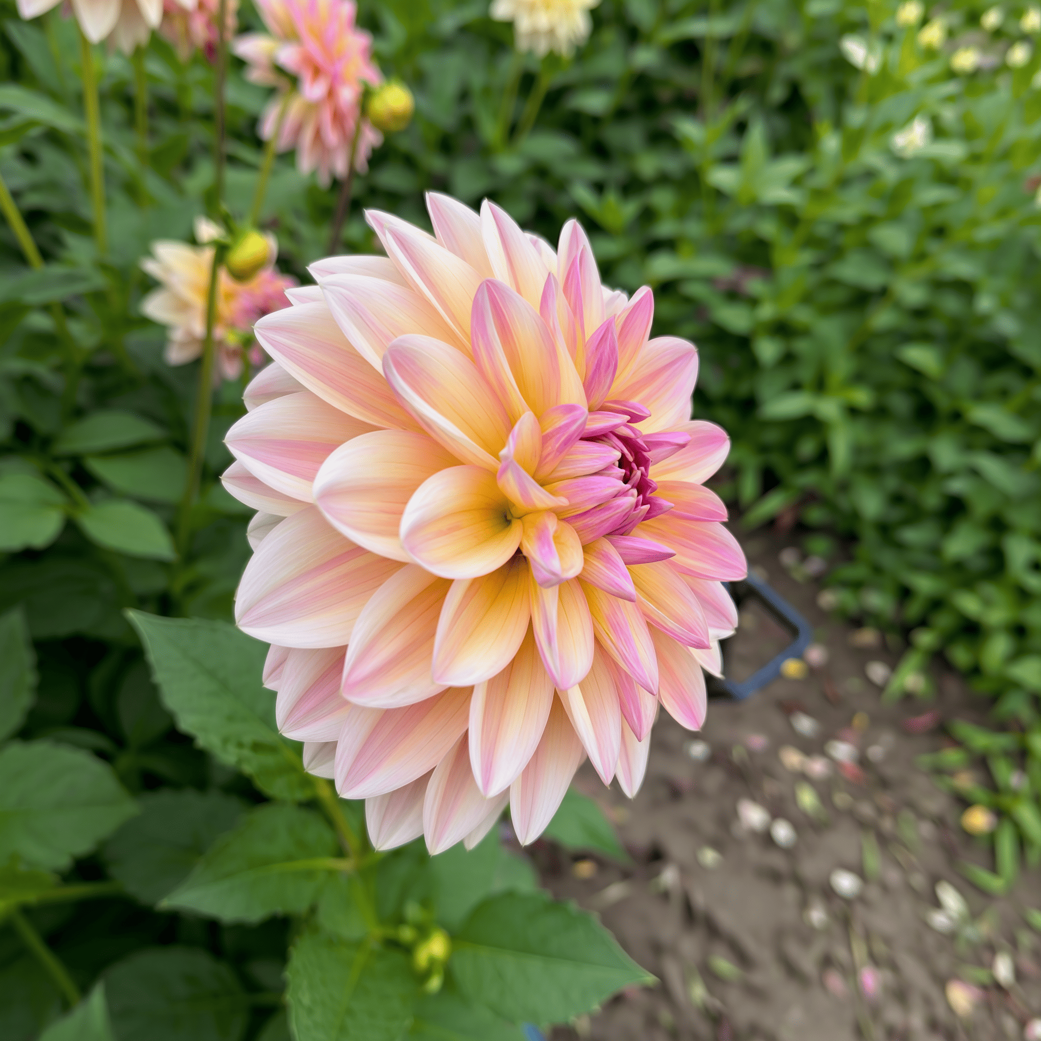 Dahlia Sturm Sweet Maria