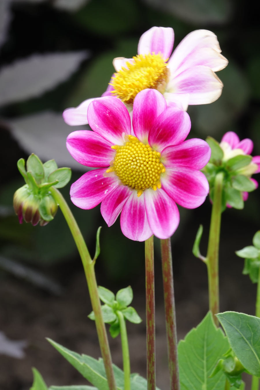 Dahlia Sweetheart