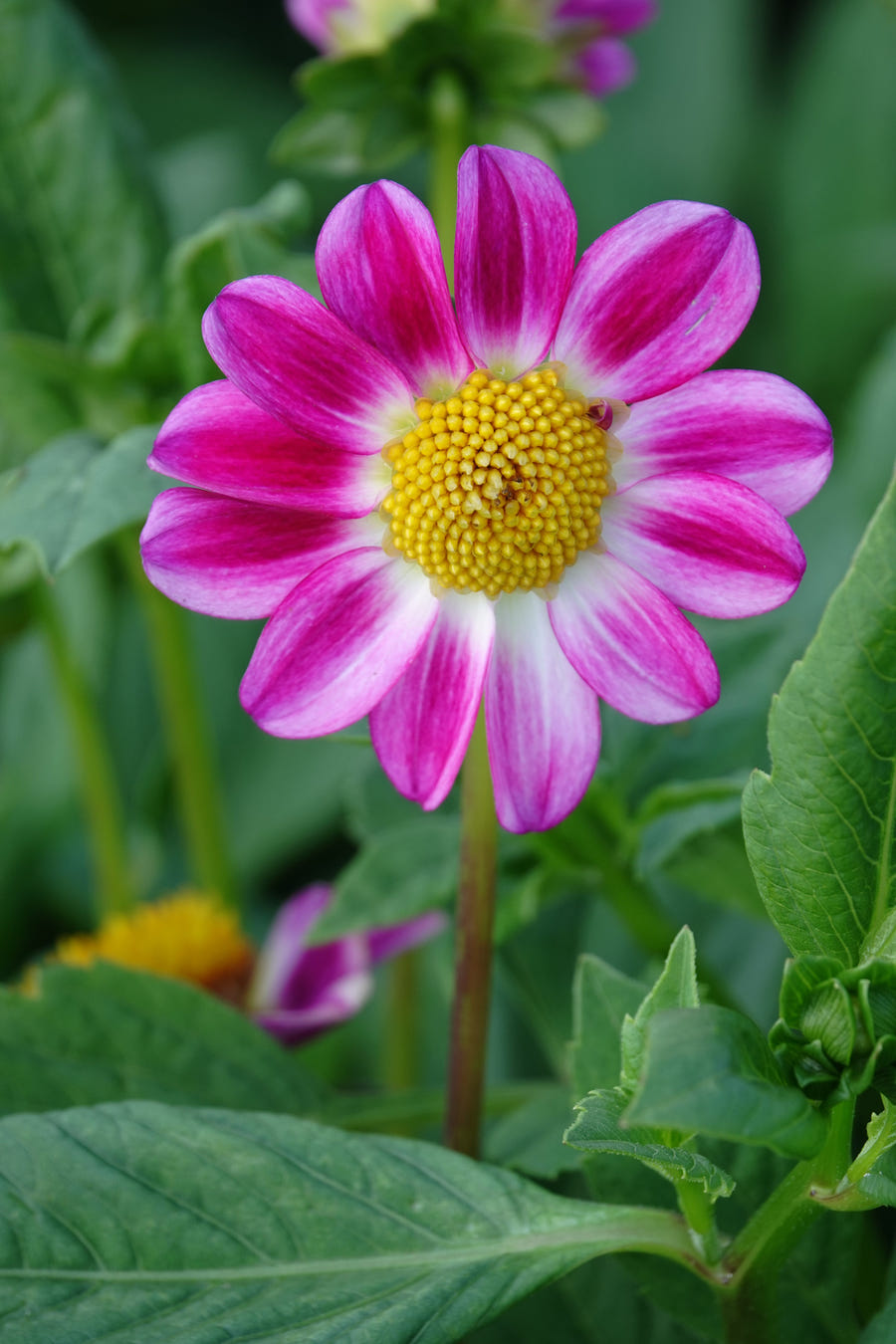 Dahlia Sweetheart